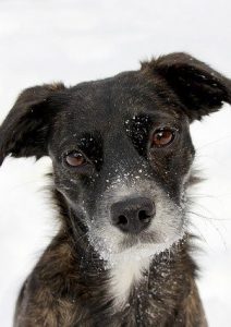 Беспородная собака сидит в снегу