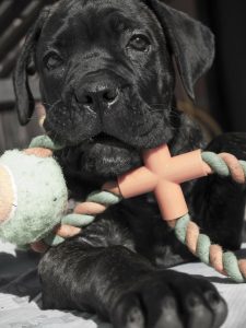 кане-корсо щенок лежит с игрушкой во рту