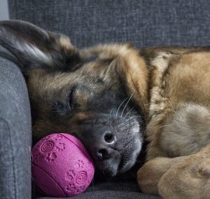 Немецкая овчарка спит на диване с игрушкой