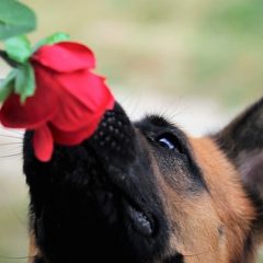 Немецкая овчарка нюхает розу