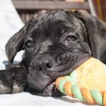 Кане-корсо щенок лежи на белом одеяле и держит во рту игрушку для собак