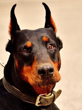 Доберман: фото галерея породы собаки - смотреть на сайте
