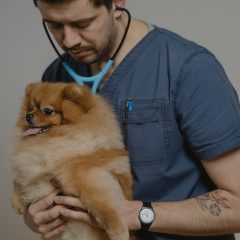 Доктор и собака