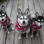 Аляскинский кли-кай три щенка смотрят в камеру