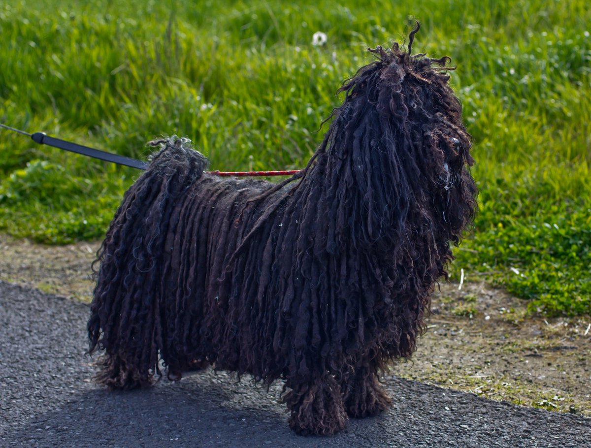 венгерская овчарка щенок фото
