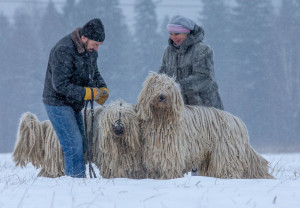 Венгерские овчарки (Командор) на прогулке зимой со своими хозяевами