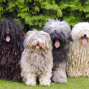 Венгерская овчарка (Командор) четыре собаки с разными окрасами