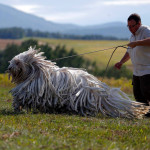 Венгерская овчарка (Командор) бежит со своим хозяином