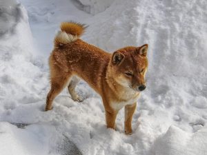 Сиба Ину стоит в снегу